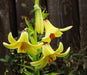 Caucasus Lily Seeds - Caribbean garden seed