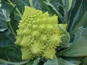 Cauliflower Seed, Veronica (F1) VEGETABLE - Caribbean garden seed