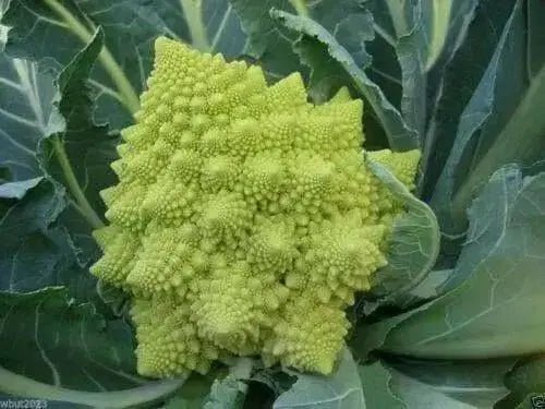 Cauliflower Seed, Veronica (F1) VEGETABLE - Caribbean garden seed