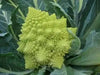 Cauliflower Seed, Veronica (F1) VEGETABLE - Caribbean garden seed