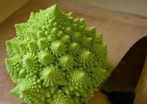 Cauliflower Seed, Veronica (F1) VEGETABLE - Caribbean garden seed