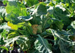 Cauliflower seeds - CHEDDAR~ Bright orange heads. - Caribbean garden seed