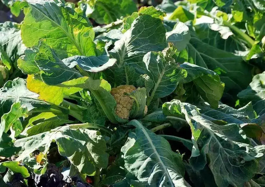 Cauliflower seeds - CHEDDAR~ Bright orange heads. - Caribbean garden seed