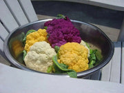 Cauliflower seeds - CHEDDAR~ Bright orange heads. - Caribbean garden seed