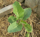 Cauliflower seeds - CHEDDAR~ Bright orange heads. - Caribbean garden seed