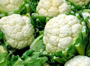 CAULIFLOWER Seeds, Early Snowball. , Biennial Vegetable - Caribbean garden seed