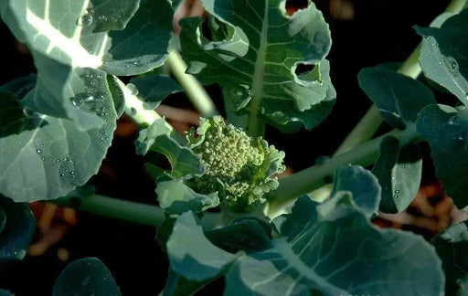 CAULIFLOWER Seeds, Early Snowball. White firm heads, Biennial Vegetable - Caribbeangardenseed