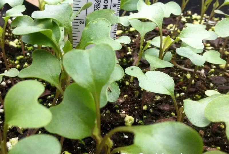 CAULIFLOWER Seeds, Early Snowball. , Biennial Vegetable - Caribbean garden seed