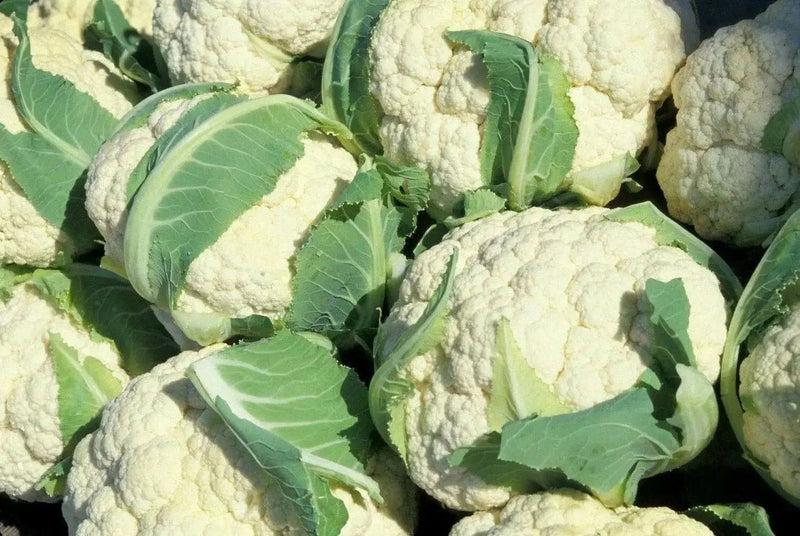 CAULIFLOWER Seeds, Early Snowball. , Biennial Vegetable - Caribbean garden seed