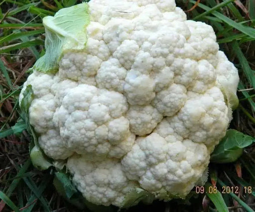 CAULIFLOWER Seeds, Early Snowball. , Biennial Vegetable - Caribbean garden seed