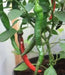 Cayenne Large Red -(3 LIVE PEPPER PANTS - 3' POT) Capsicum annuum - Caribbean garden seed