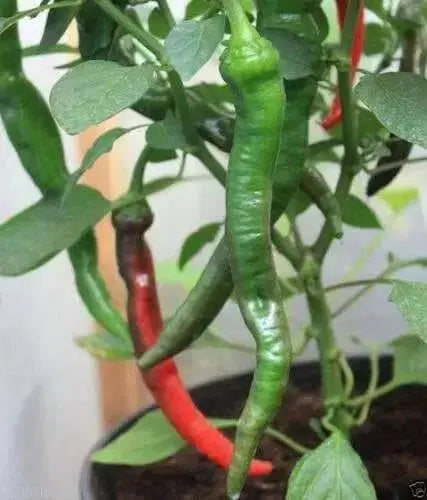 Cayenne Large Red -(3 LIVE PEPPER PANTS - 3' POT) Capsicum annuum - Caribbean garden seed