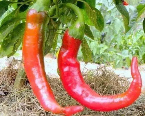 Cayenne Large Red -(3 LIVE PEPPER PANTS - 3' POT) Capsicum annuum - Caribbean garden seed