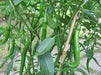 Cayenne Long Red Thin, Pepper SEEDS , Capsicum Annum, - Caribbeangardenseed