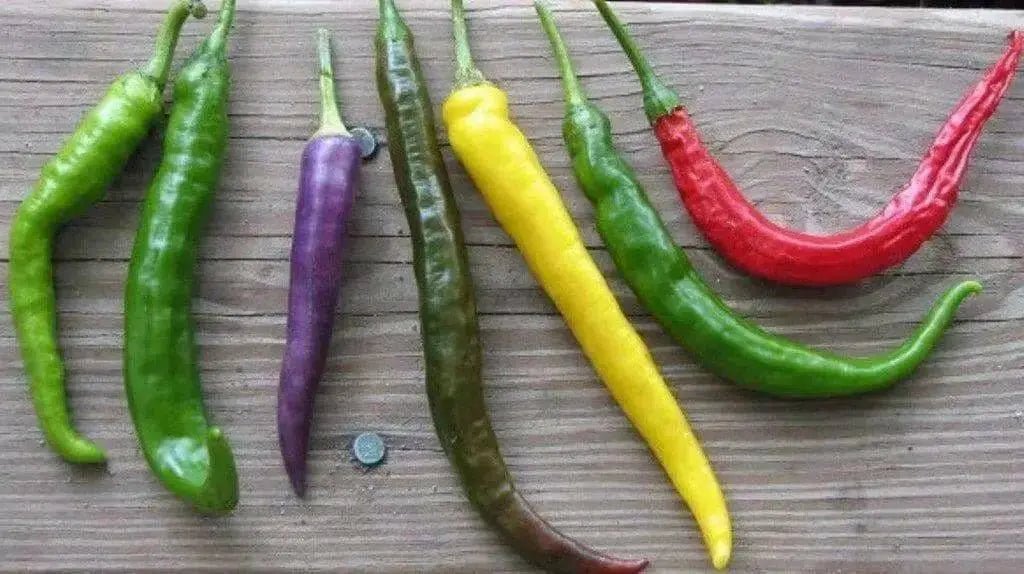 Cayenne Pepper Hot Mix - yellow, purple, green and orange , Capsicum annuum. - Caribbean garden seed
