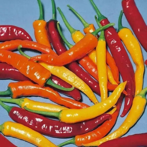 Cayenne Pepper Hot Mix - yellow, purple, green and orange , Capsicum annuum. - Caribbean garden seed