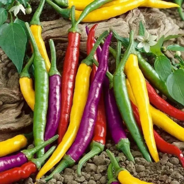 Cayenne Pepper Hot Mix - yellow, purple, green and orange , Capsicum annuum. - Caribbean garden seed