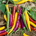 Cayenne Pepper Hot Mix - yellow, purple, green and orange , Capsicum annuum. - Caribbean garden seed