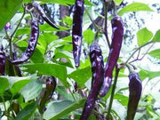 Cayenne Pepper SEEDS ,Purple/Black -Capsicum annuum - Caribbean garden seed