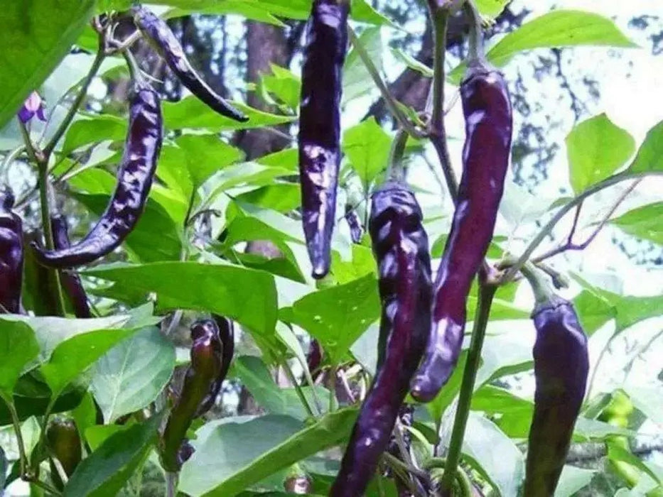 Cayenne Pepper SEEDS ,Purple/Black -Capsicum annuum - Caribbean garden seed