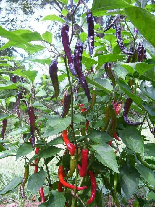 Cayenne Pepper SEEDS ,Purple/Black -Capsicum annuum - Caribbean garden seed