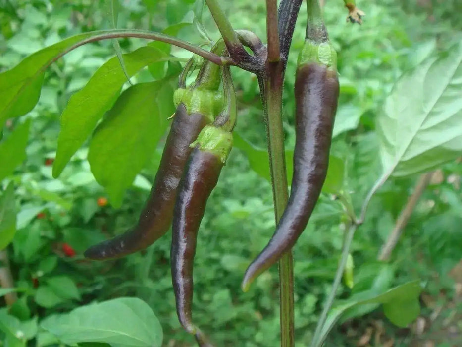 Cayenne Pepper SEEDS ,Purple/Black -Capsicum annuum - Caribbean garden seed