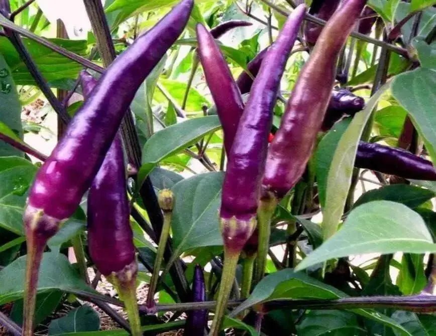 Cayenne Pepper SEEDS ,Purple/Black -Capsicum annuum - Caribbean garden seed