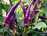 Cayenne Pepper SEEDS ,Purple/Black -Capsicum annuum - Caribbean garden seed