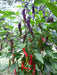 Cayenne Pepper SEEDS ,Purple/Black -Capsicum annuum - Caribbean garden seed