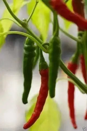 Cayenne SWEET, Pepper Seeds -Capsicum annuum - Caribbean garden seed