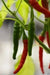 Cayenne SWEET, Pepper Seeds -Capsicum annuum - Caribbean garden seed