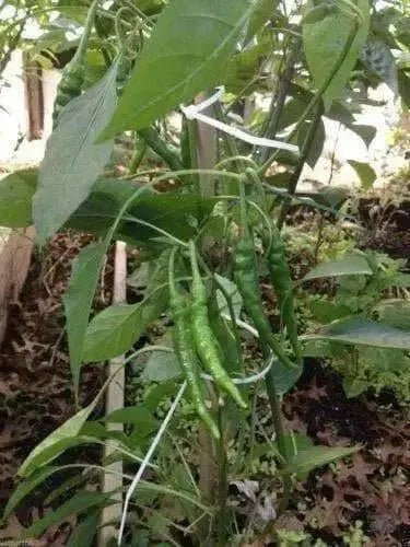 Cayenne SWEET, Pepper Seeds -Capsicum annuum - Caribbean garden seed
