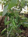 Cayenne SWEET, Pepper Seeds -Capsicum annuum - Caribbean garden seed