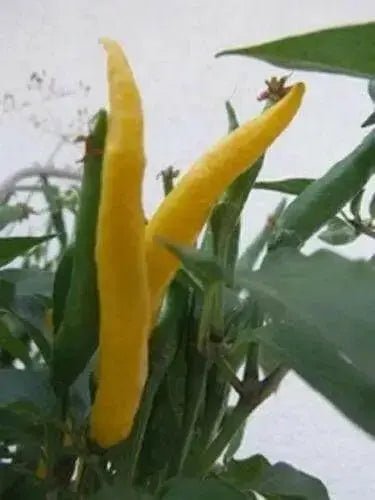 Cedrino Pepper (10 Seeds ,Capsicum annuum, Hot,edible ornamental - Caribbean garden seed