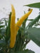 Cedrino Pepper (10 Seeds ,Capsicum annuum, Hot,edible ornamental - Caribbean garden seed