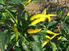 Cedrino Pepper (10 Seeds ,Capsicum annuum, Hot,edible ornamental - Caribbean garden seed