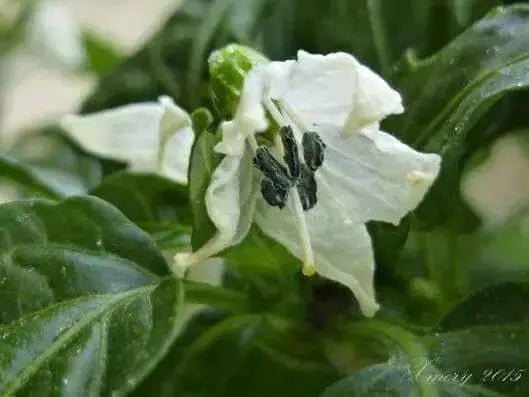 Cedrino Pepper (10 Seeds ,Capsicum annuum, Hot,edible ornamental - Caribbean garden seed
