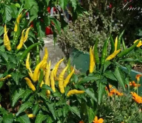 Cedrino Pepper (10 Seeds ,Capsicum annuum, Hot,edible ornamental - Caribbean garden seed