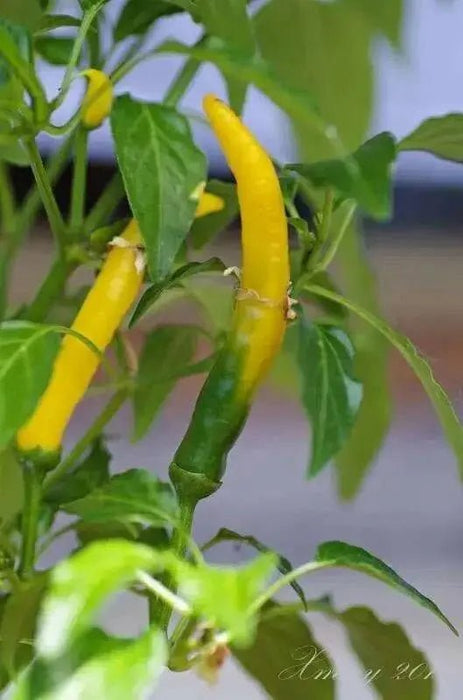 Cedrino Pepper (10 Seeds ,Capsicum annuum, Hot,edible ornamental - Caribbean garden seed