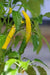 Cedrino Pepper (10 Seeds ,Capsicum annuum, Hot,edible ornamental - Caribbean garden seed