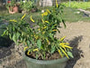 Cedrino Pepper (10 Seeds ,Capsicum annuum, Hot,edible ornamental - Caribbean garden seed