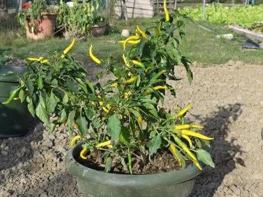 Cedrino Pepper (10 Seeds ,Capsicum annuum, Hot,edible ornamental - Caribbean garden seed