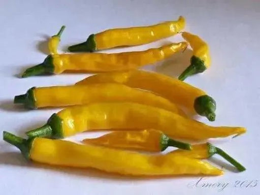 Cedrino Pepper (10 Seeds ,Capsicum annuum, Hot,edible ornamental - Caribbean garden seed
