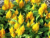 Celosia Mix, Large flowers (300 Seeds) also called Cockscomb, Easy-to-Grow - Caribbeangardenseed