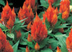 Celosia flowers Seeds - Castle Orange , called Cockscomb, Sun Loving Plant - Caribbean garden seed
