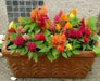 Celosia CASTLE Mix (LIVE STARTER PLANTS ) ANNUAL FLOWERS - Caribbean garden seed