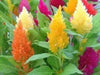 Celosia CASTLE Mix (LIVE STARTER PLANTS ) ANNUAL FLOWERS - Caribbean garden seed