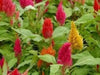 Celosia CASTLE Mix (LIVE STARTER PLANTS ) ANNUAL FLOWERS - Caribbean garden seed