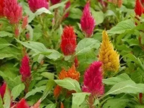 Celosia CASTLE Mix (LIVE STARTER PLANTS ) ANNUAL FLOWERS - Caribbean garden seed