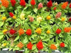 Celosia CASTLE Mix (LIVE STARTER PLANTS ) ANNUAL FLOWERS - Caribbean garden seed